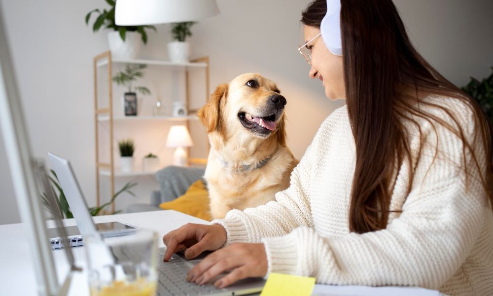 Golden Retriever assis au bureau d'une femme travaillant sur son ordinateur portable